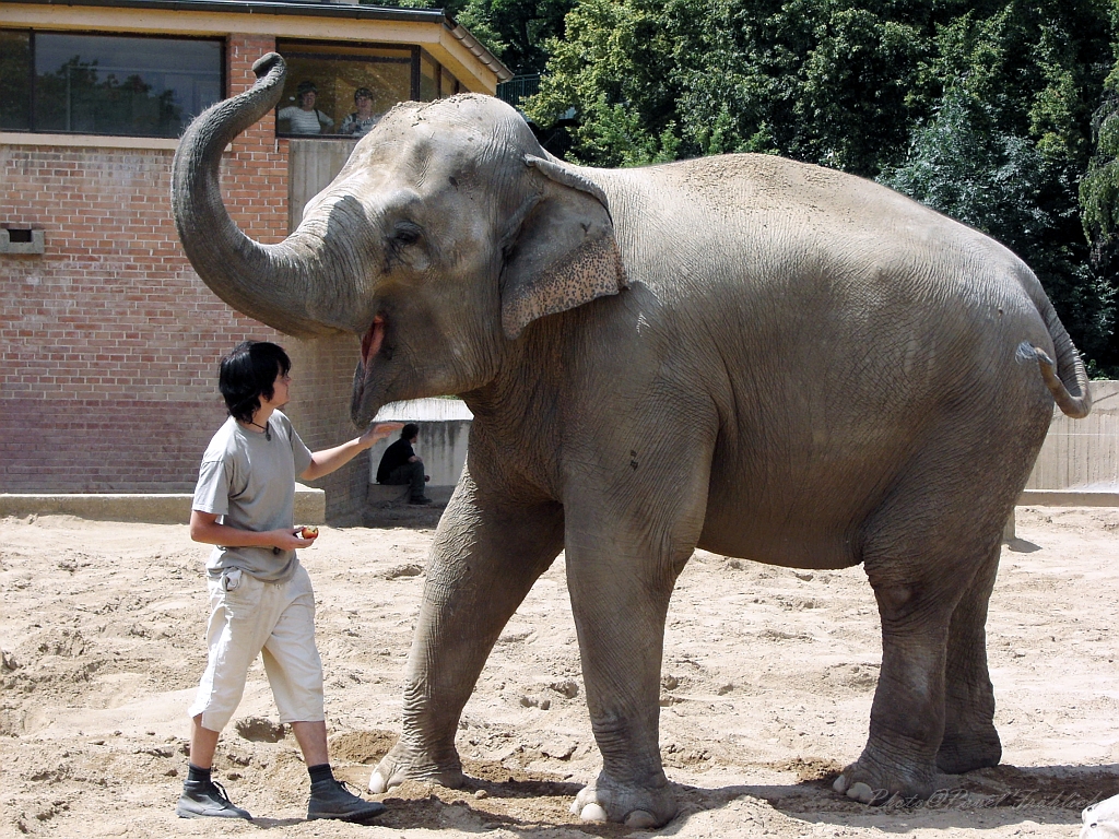 Pamlsek, ZOO Praha-Troja.jpg -            